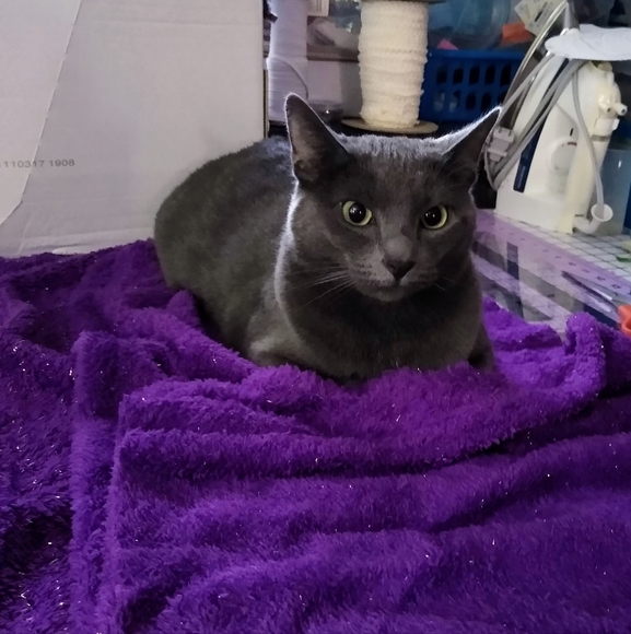 Meet your Posher, Linda - Picture 4 of 4